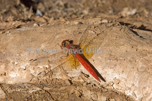 wandering percher dragonfly picture;wandering percher dragonfly;wandering percher dragon;dragonfly;dragon fly;red dragonfly;australian dragonfly;libellulidae;diplacodes;steven david miller;north queensland;cobbold gorge;robin hood station;natural wanders