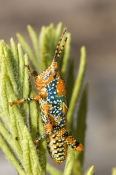 leichhardts-grasshopper-picture;leichhardts-grasshopper;leichhardts-grasshopper;leichhardt-grasshopp