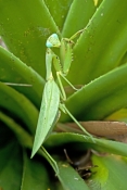 praying-mantis-picture;garden-praying-mantis-picture;praying-mantis;garden-praying-mantis;mantidae;p