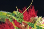 female-goliath-stick-insect-picture;female-goliath-stick-insect;goliath-stick-insect;australian-stic
