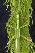 female-goliath-stick-insect-picture;female-goliath-stick-insect;goliath-stick-insect;australian-stic