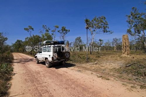 cathedral termite mound picture;cathedral termite mounds;termite mound;termite mounds;nasutitermes triodiae;litchfield national park;northern territory;steven david miller;natural wanders;toyota landcruiser 4wd;4wd;4wd litchfield national park;lost city