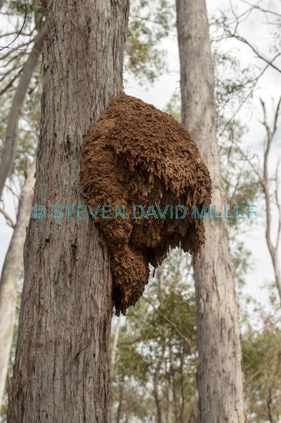 arboreal termite nest;termite nest in tree;termite mound in tree