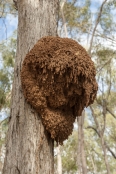 arboreal-termite-nest;termite-nest-in-tree;termite-mound-in-tree