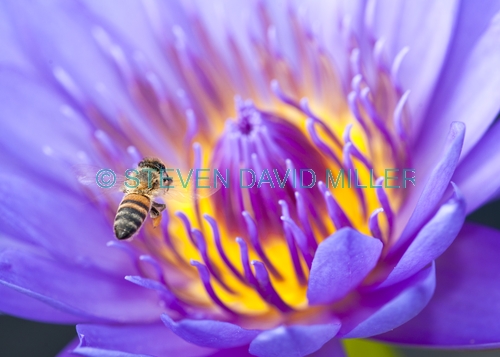 honey bee picture;honey bee;honey bee on flower;honey bee on lotus lily;apis mellifera;honey bee gathering pollen;honey bee with pollen;lotus lily with honey bee;lotus lily;purple lotus lily;purple flower;naples botanical gardens;southwest florida;steven david miller