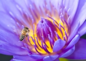 honey-bee-picture;honey-bee;honey-bee-on-flower;honey-bee-on-lotus-lily;apis-mellifera;honey-bee-gat