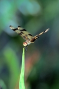 brown-spotted-yellow-wing-dragonfly-picture;brown-spotted-yellow-wing-dragonfly;brown-spotted-yellow