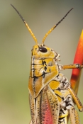 lubber-grasshopper-picture;lubber-grasshopper;southern-lubber-grasshopper;eastern-lubber-grasshopper