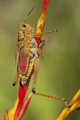 lubber-grasshopper-picture;lubber-grasshopper;southern-lubber-grasshopper;eastern-lubber-grasshopper