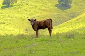 rural-gloucester;rural-new-england;rural-new-south-wales;calf-in-field;new-south-wales-grazing-area;