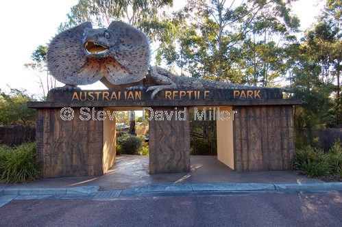 australian reptile park picture;australian reptile park;reptile park;godford reptile park;gosford;new south wales tourist attraction;steven david miller;natural wanders