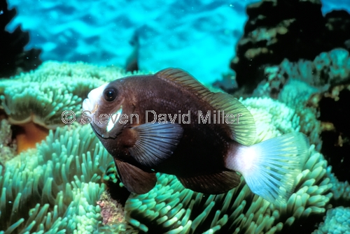 mccullogh's anemonefish;mcculloghs anemonefish;amphiprion mccullochi;anemonefish;lord howe anemonefish;lord howe island anemonefish;lord howe island;lord howe island underwater;underwater lord howe island;lord howe island marine park;ned's beach;neds beach