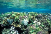 Soft Corals, Hard Corals, Coral Reefs