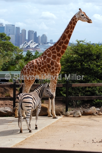 taronga zoo;taronga;sydney zoo;sydney;sydney tourist attractions;steven david miller;natural wanders