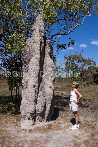cathedral termite mound picture;cathedral termite mounds;termite mound;termite mounds;nasutitermes triodiae;northern territory;steven david miller;natural wanders;arnhem highway;kakadu;far north