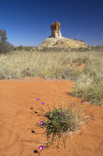chambers pillar historical reserve;chambers pillar;john ross;overland telegraph;simpson desert;northern territory;australia;steven david miller