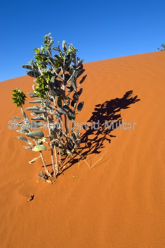simpson desert;central australia;northern territory;desert;australian desert;paper daisy;outback;red centre;red center;steven david miller;natural wanders
