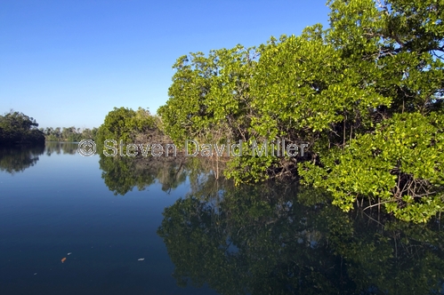 caiman creek;garig gunak barlu national park;cobourg peninsula;arnhem land;arnhemland;northern territory;far north;steven david miller;natural wanders;mangroves