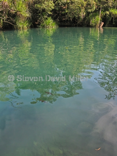 berry springs;berry springs nature park;darwin;northern territory;calm water;peaceful picture;reflections;green water;swimming hole;spring;freshwater spring;steven david miller;natural wanders