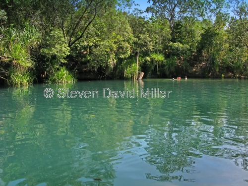 berry springs;berry springs nature park;darwin;northern territory;calm water;peaceful picture;reflections;green water;swimming hole;spring;freshwater spring;steven david miller;natural wanders