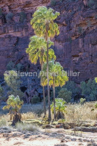 finke gorge national park;palm valley;northern territory national park;northern territory;alice springs;steven david miller;natural wanders;red cabbage palm;livistona mariae mariae