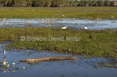 estuarine crocodile;south alligator river floodplain;south alligator river;yellow waters;kakadu national park;kakadu;northern territory;northern territory national park;top end wetland