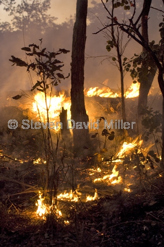 controled burn;controlled burn;bush fire;brush fire;kakadu brush fire;kakadu;kakadu national park;northern territory;northern territory national park;kakadu fire