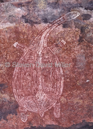 ubirr rock art site;aboriginal rock art;kakadu national park;kakadu;northern territory;northern territory national park;rock art;australian rock art;ubirr;turtle in rock art;x-ray rock art;xray rock art