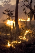 controled-burn;controlled-burn;bush-fire;brush-fire;kakadu-brush-fire;kakadu;kakadu-national-park;no
