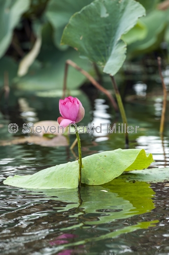 lotus flower;lotus waterlily;nymphaea violacea;corroboree billabong;corroboree billabong cruise;mary river;mary river wetland;northern territory wetland;top end wetland;australian wetland;northern territory