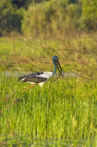 jabiru;black-necked stork;cooper creek;wetland;arnhem land;mount borradaile;davidsons arnhemland safari