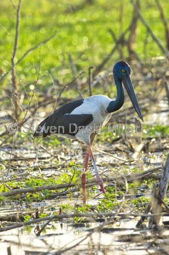 jabiru;black-necked stork;cooper creek;wetland;arnhem land;mount borradaile;northern territory wetland;northern territory;davidsons arnhemland safari