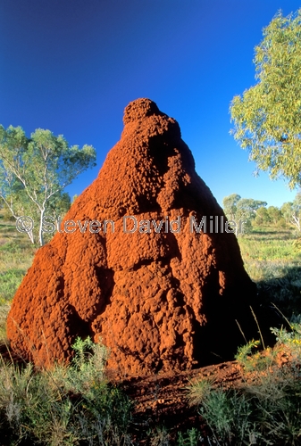 termite mound;victoria highway;victoria hwy;victoria hwy scenery;top end;northern territory