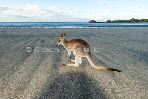 casuarina bay;cape hillsborough national park;wallaby on the beach;wallaby at cape hillsborough national park;kangaroo on the beach;kangaroo at cape hillsborough national park