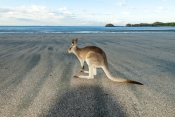 casuarina-bay;cape-hillsborough-national-park;wallaby-on-the-beach;wallaby-at-cape-hillsborough-nati