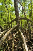 red-mangrove-tree;spider-mangrove-tree;mangrove-tree-roots;mangrove-forest;cape-tribulation;daintree
