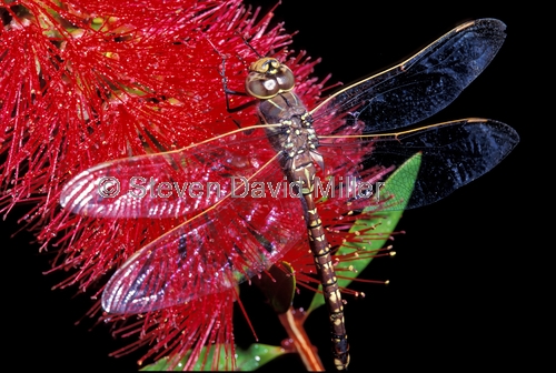 dragonfly;bottlebrush;red bottlebrush;dragonfly on bottlebrush;carnarvon national park;queensland national park;fauna of carnarvon national park;flora of carnarvon national park