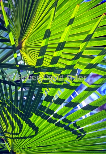 palm frond picture;palm frond;palm leaf;palm tree;carnarvon creek;carnarvon national park;carnarvon gorge