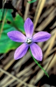 bluebell;tall-bluebell;wahlenbergia;family-campanulaceae;wahlenbergia-stricta;carnarvon-gorge;carnar