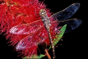 dragonfly;bottlebrush;red-bottlebrush;dragonfly-on-bottlebrush;carnarvon-national-park;queensland-na