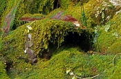 moss-gardens;violet-gorge;carnarvon-gorge;carnarvon-creek;carnarvon-national-park;queensland-nationa