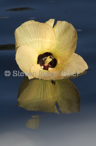native hibiscus;native rosella;flower floating on water;daintree;daintree river;north queensland;far north queensland