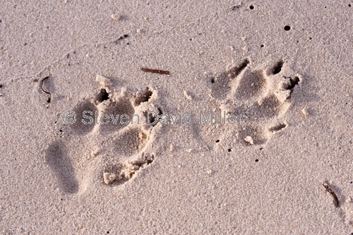 fraser island;fraser island beach;dingo footprints on beach;fraser island foreshore;dog prints;dingo prints;fraser island national park;queensland national park;great sandy national park;australian national park