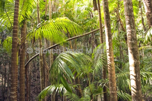 picabeen palm;bangalow palm;archontophoenix cunninghamiana;rainforest palm;fraser island rainforest;fraser island national park;great sandy national park;queensland national park;australian national park;sand island;family arecaceae