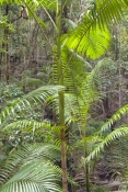 picabeen-palm;bangalow-palm;archontophoenix-cunninghamiana;rainforest-palm;fraser-island-rainforest;