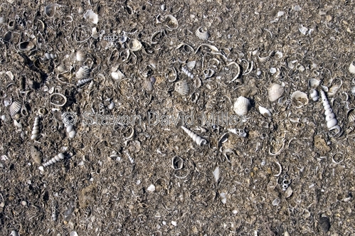 shell rock;karumba;karumba point;beach rock;gulf of carpentaria;shells;shell life