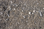 shell-rock;karumba;karumba-point;beach-rock;gulf-of-carpentaria;shells;shell-life