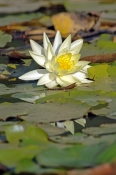 montville;lilyponds;lilyponds-wetland;montville-wetland;water-lilies;water-lily;waterlily;family-nym