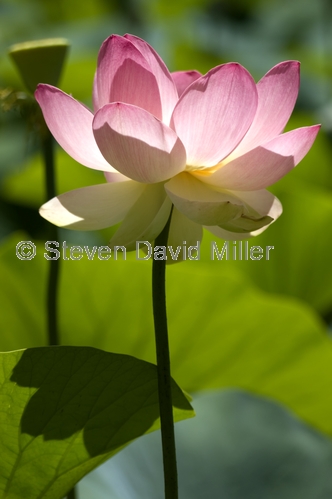 lily pond;Adelaide;Adelaide Botanical Gardens;water lily;lotus flower;sacred lotus;nelumbo nucifera