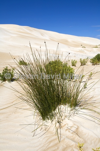 seven mile beach;7 mile beach;coffin track;coffin bay national park;south australian national park;australian national park;plants on sand dunes;plants stopping erosion;plants stabalyzing sand dunes;eyre peninsula